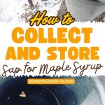 Sap for Maple Syrup