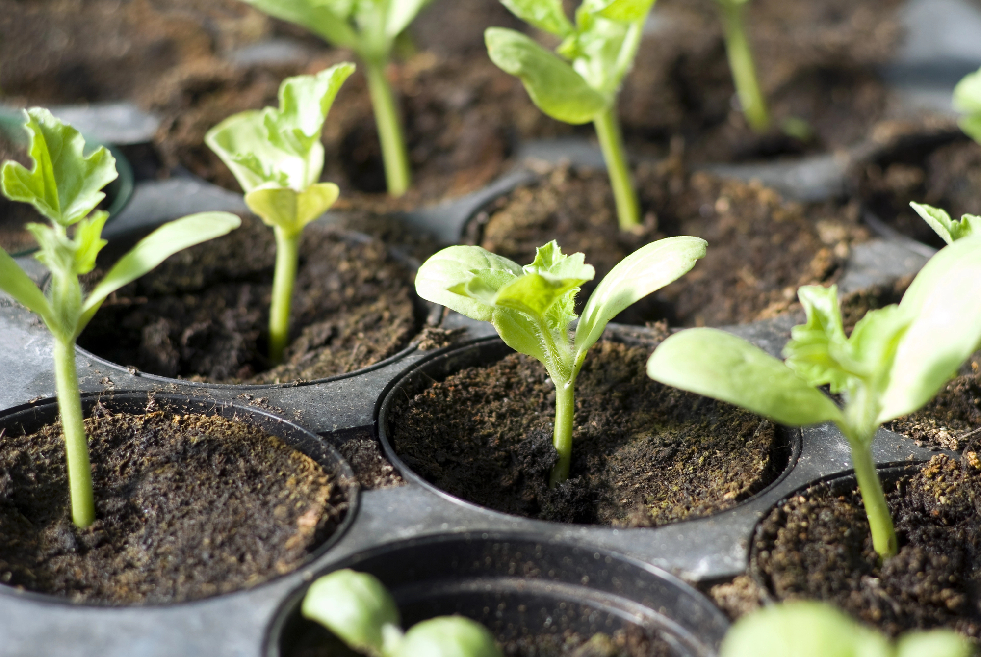 A Complete Guide On How To Choose And Start Vegetable Seeds Indoors