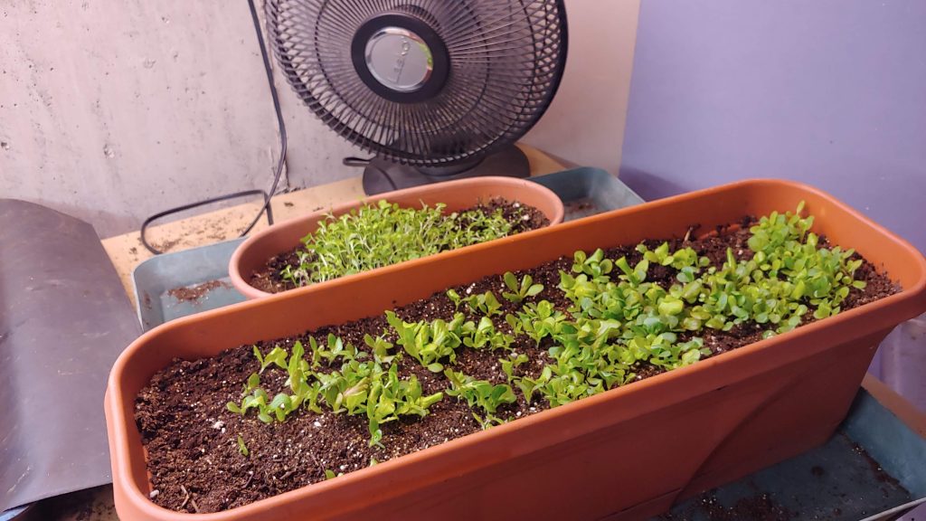 14 Simple Ways to Fix Soggy Soil and Rescue Overwatered Plants 1 salad greens with fan