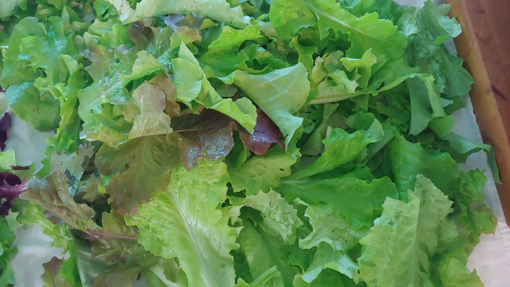 how to wash and store lettuce