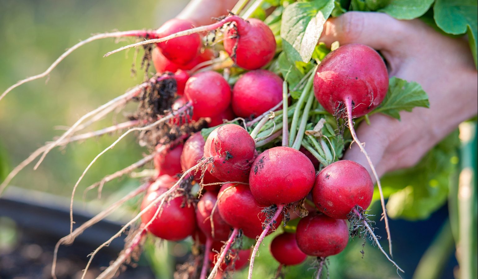 How to Make Pickled Eggplant Homestead HowTo