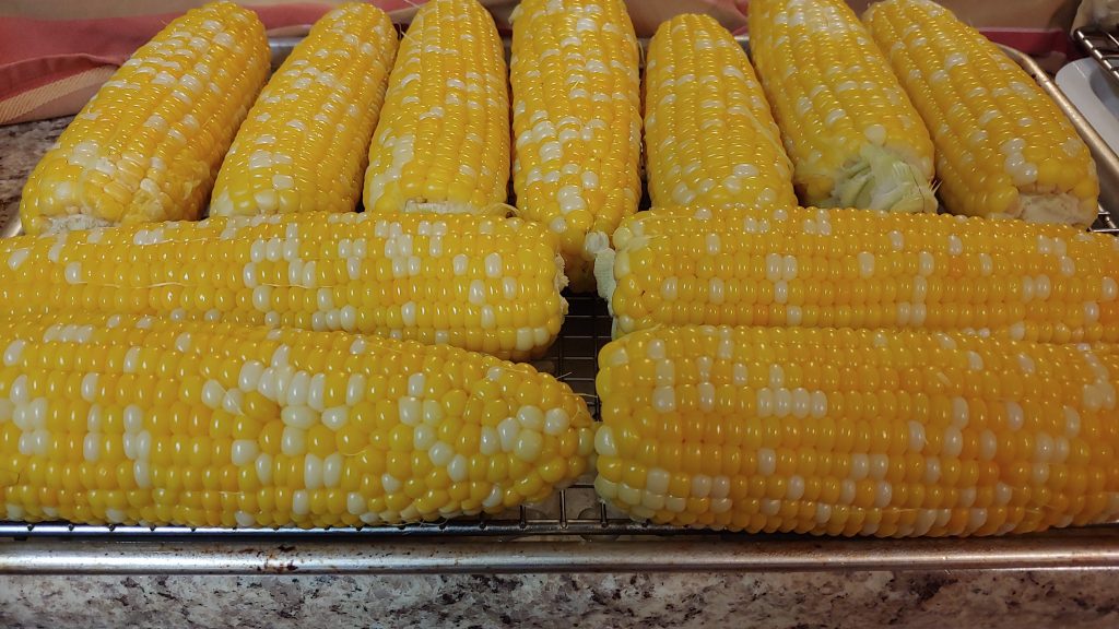 corn on the cob ready to freeze