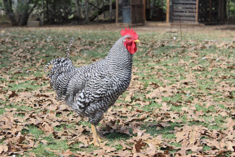 How to Choose a Heritage Chicken Breed for the Homestead