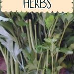 How to Dry Fresh Herbs