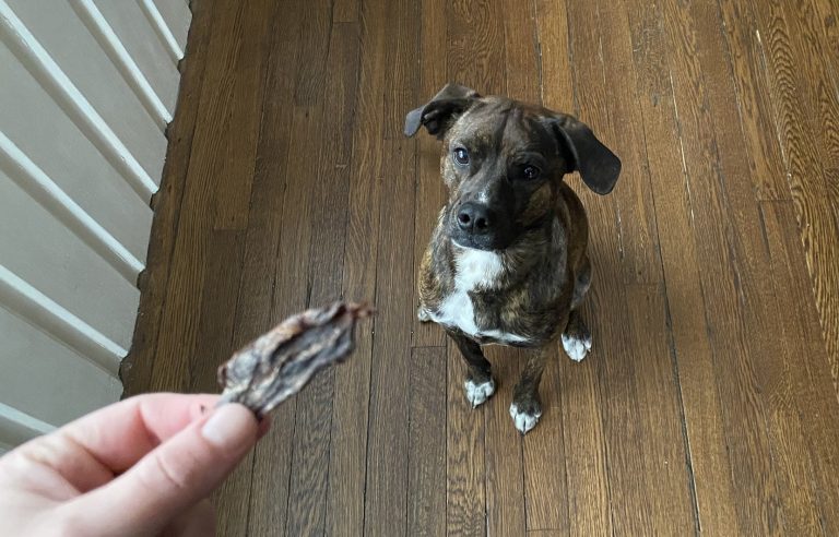 How to Make Jerky Treats for Dogs