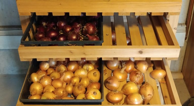How to Grow Onions: Three Ways