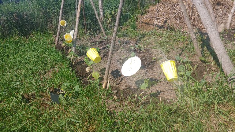 How to Make a Cucumber Beetle Trap