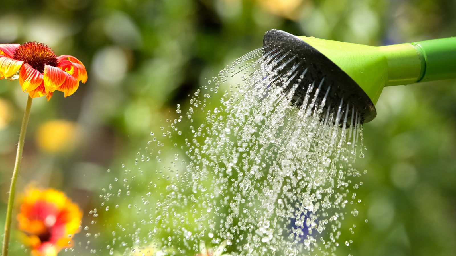 How to Start Gardening for Beginners: Tips and Tricks to Get Started 9 watering garden