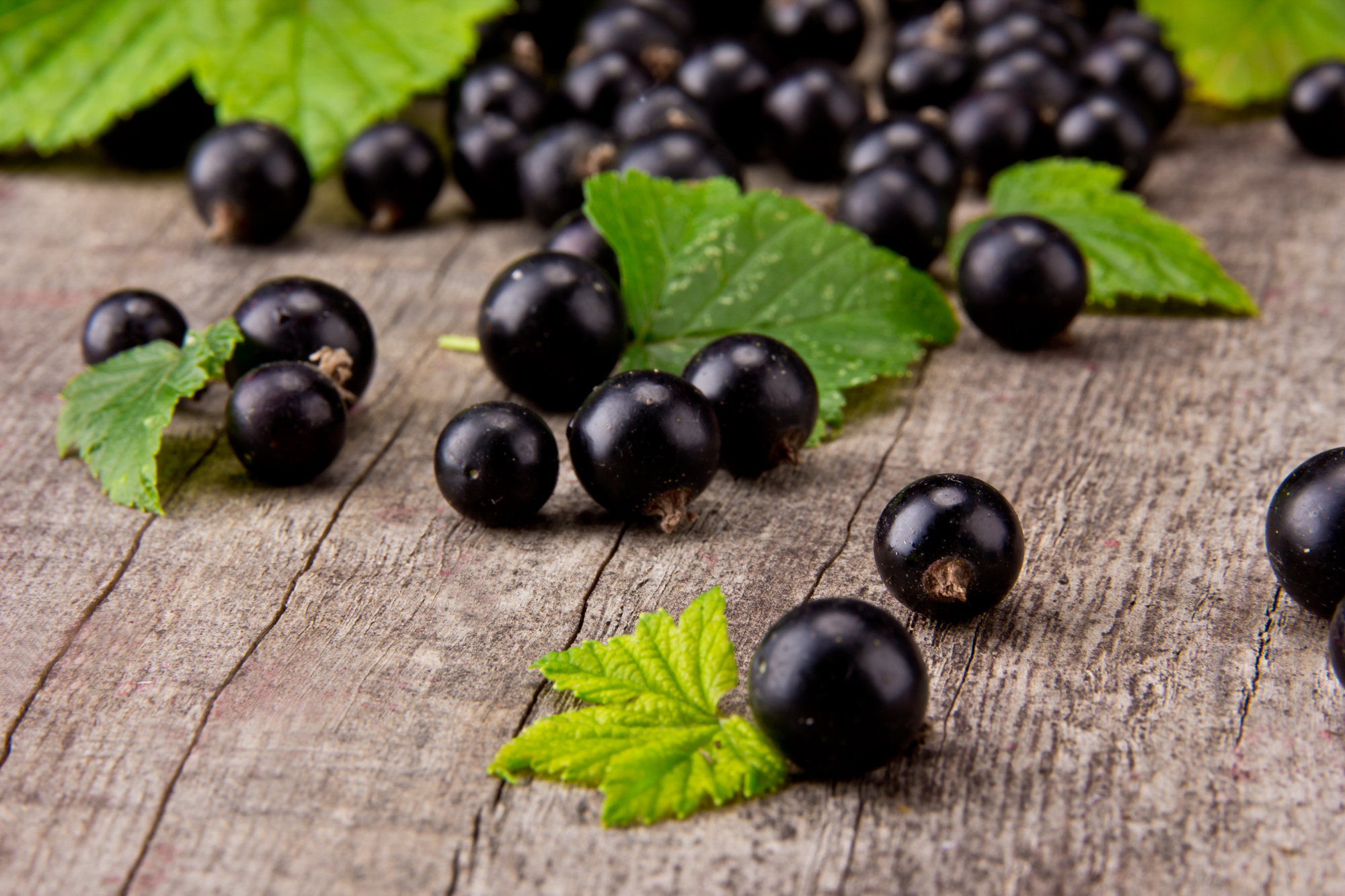 Blackcurrant Extract Capsules Blackcurrant Extract Capsules