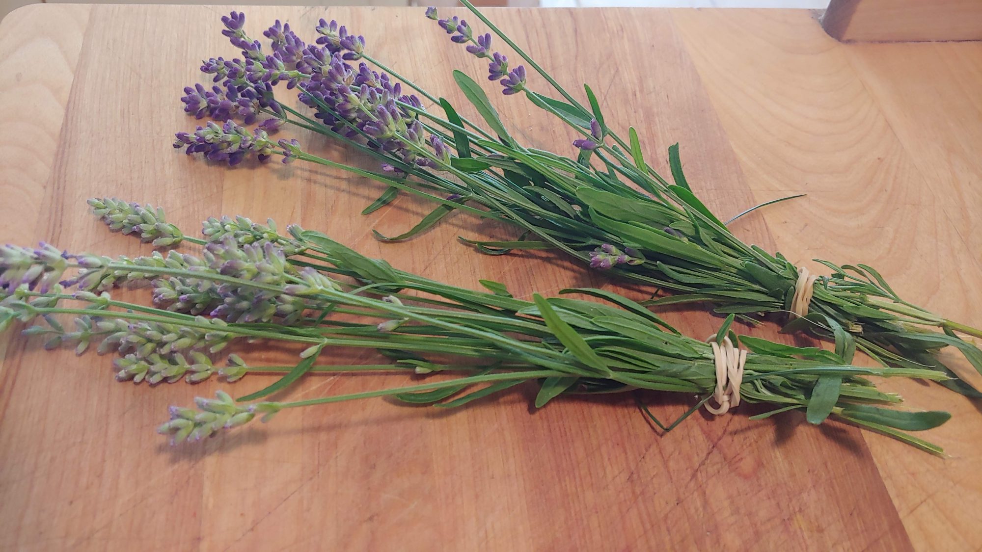 fresh lavender stems on the counter ready to dry