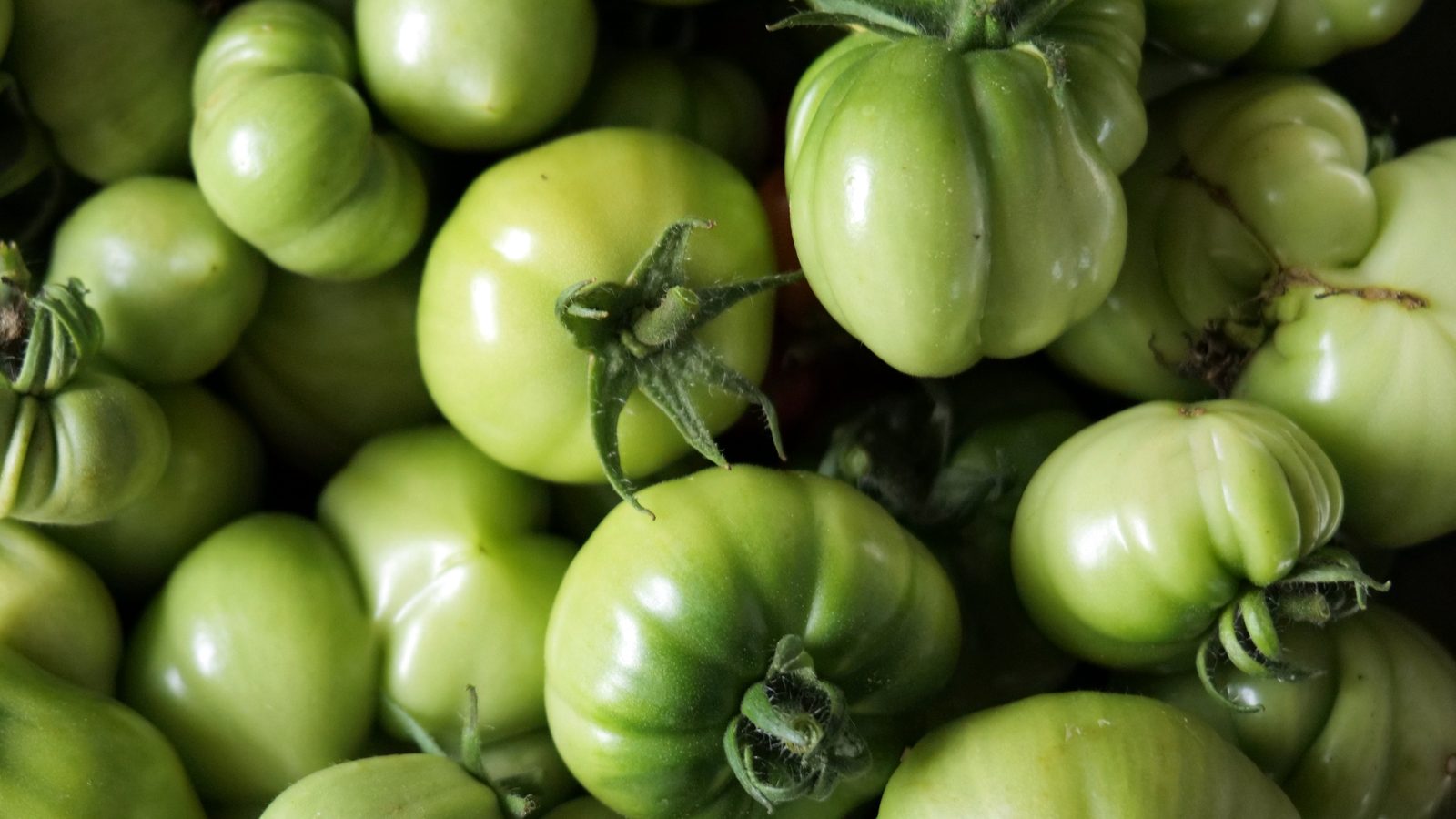 Close up of lush green tomatoes.