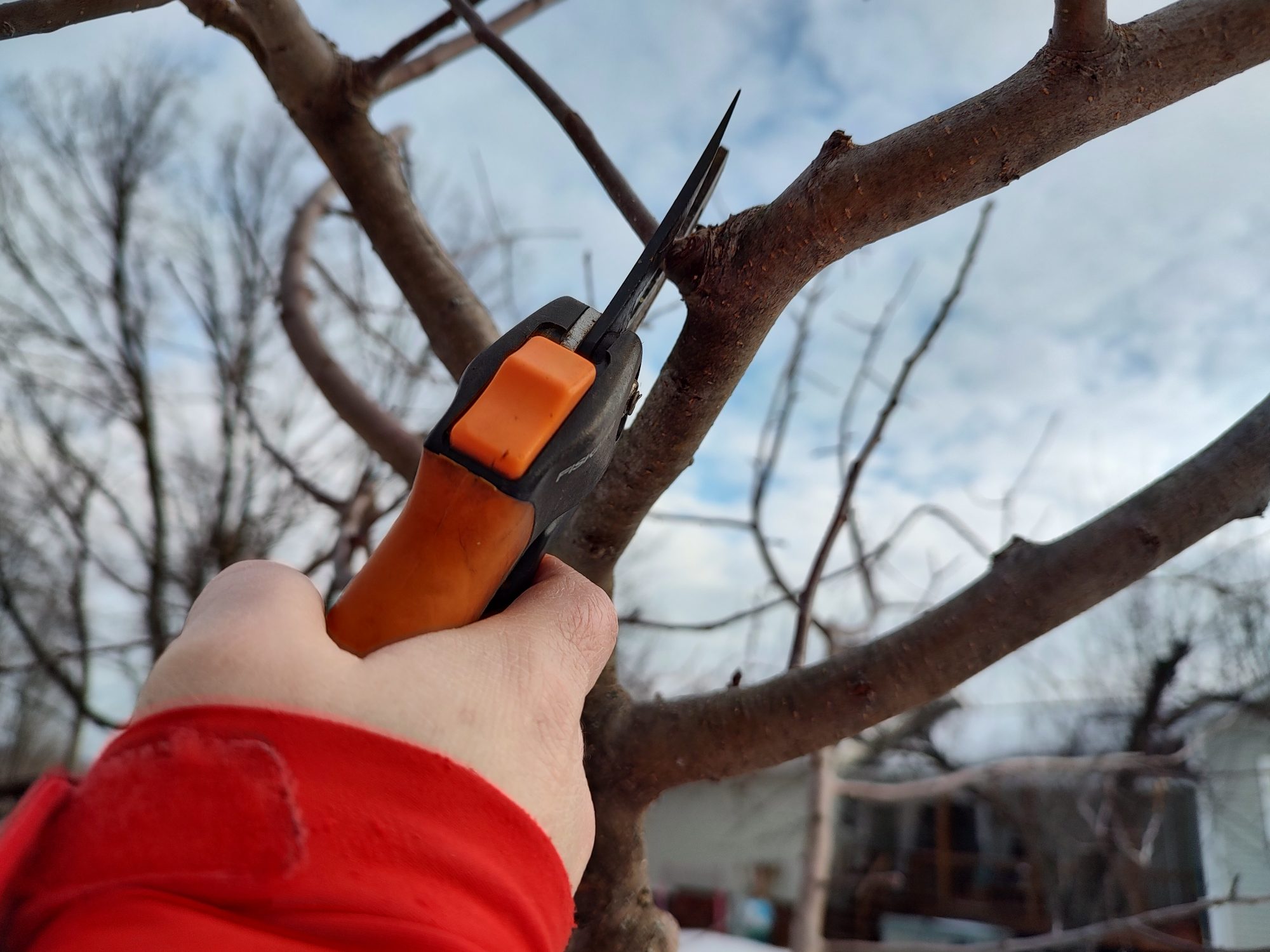 trimming an apple tree
