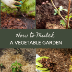 How to Mulch your Vegetable Garden