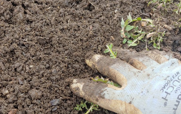 How to Test your Garden Soil: A Comprehensive Guide