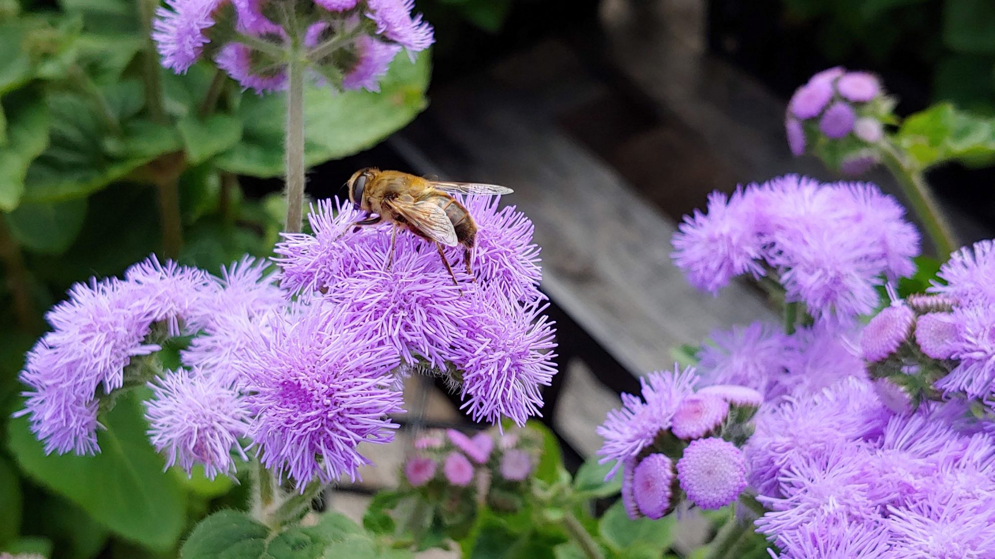 honey bee lands on a flower in a fruit tree guild