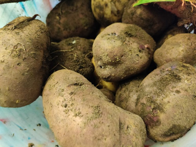 How to Grow Potatoes: Trench or Hill Method