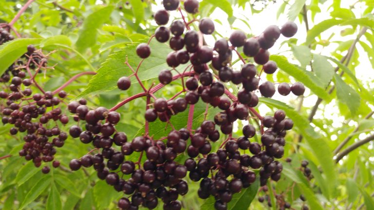How to Harvest & De-Stem Elderberries