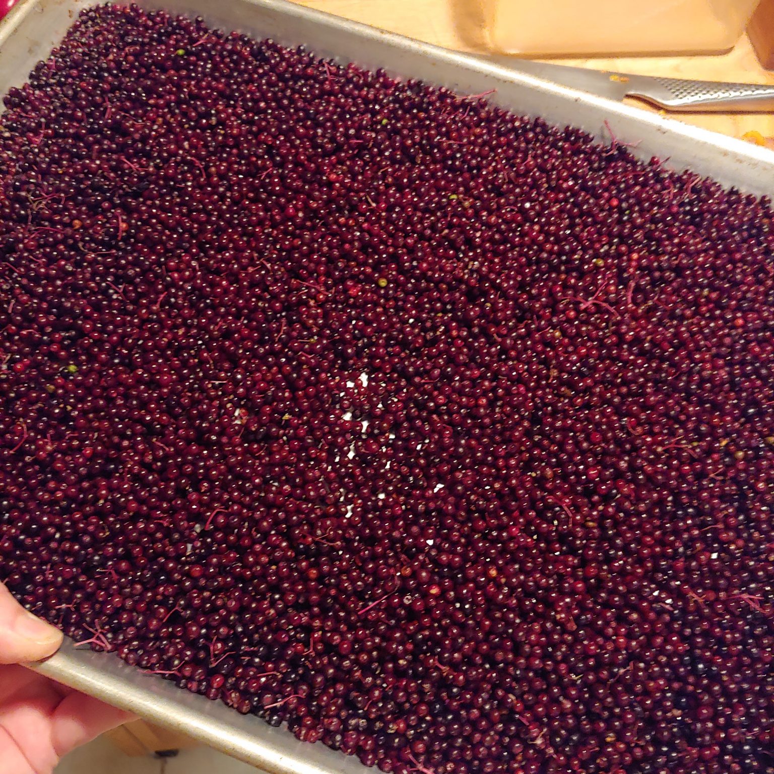 How To Harvest Elderberries