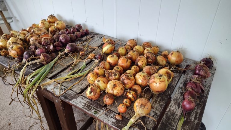 How to Harvest, Cure, & Store Onions