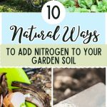 10 Natural Ways to Add Nitrogen to Your Garden Soil