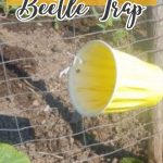 DIY Cucumber Beetle Trap
