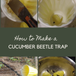 How to Make a Cucumber Beetle Trap