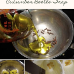 How to Make a Cucumber Beetle Trap