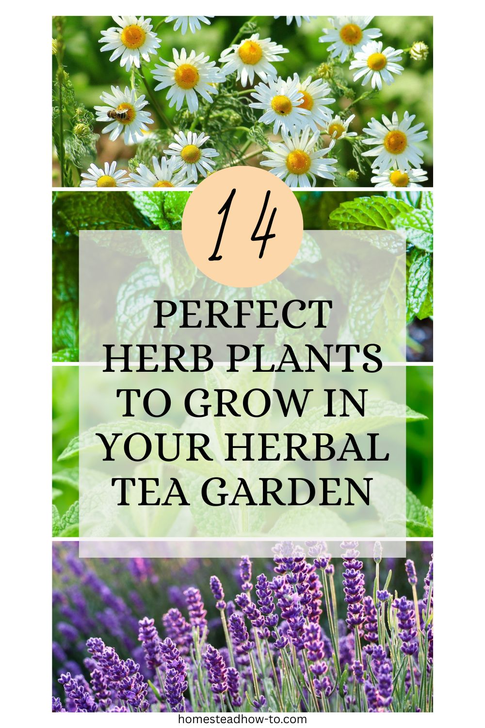 10 Herbs To Grow In Your Tea Garden
