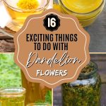 16 Exciting Things to Do With Dandelion Flowers