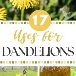 17 Uses for Dandelions