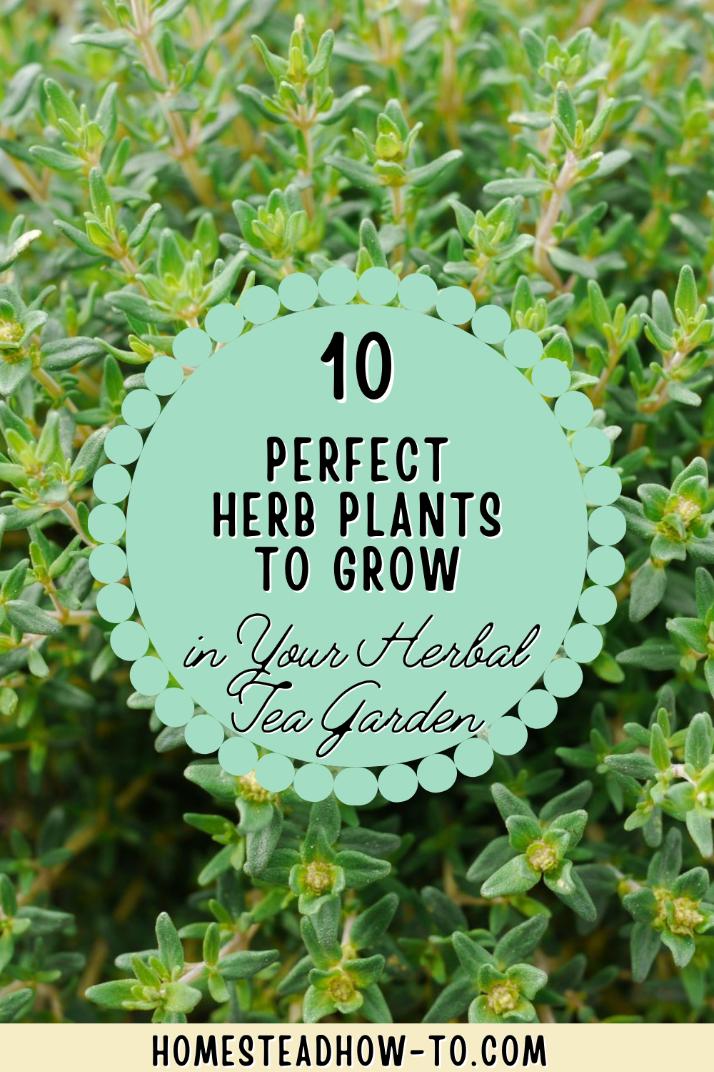 10 Herbs To Grow In Your Tea Garden