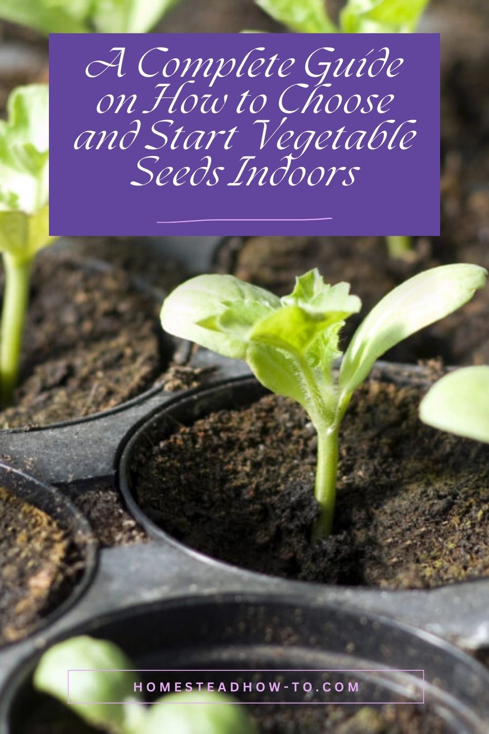 A Complete Guide On How To Choose And Start Vegetable Seeds Indoors