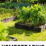 A beginners guide to homesteading Pin