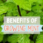 Benefits of Growing Mint