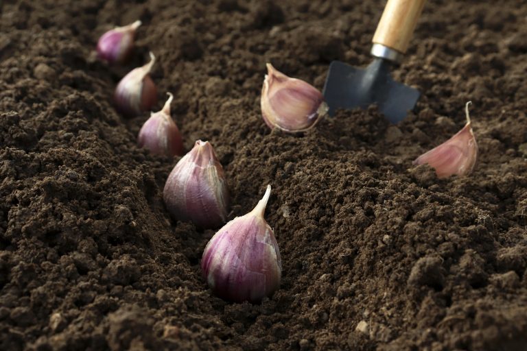 How To Grow A Year's Supply Of Garlic