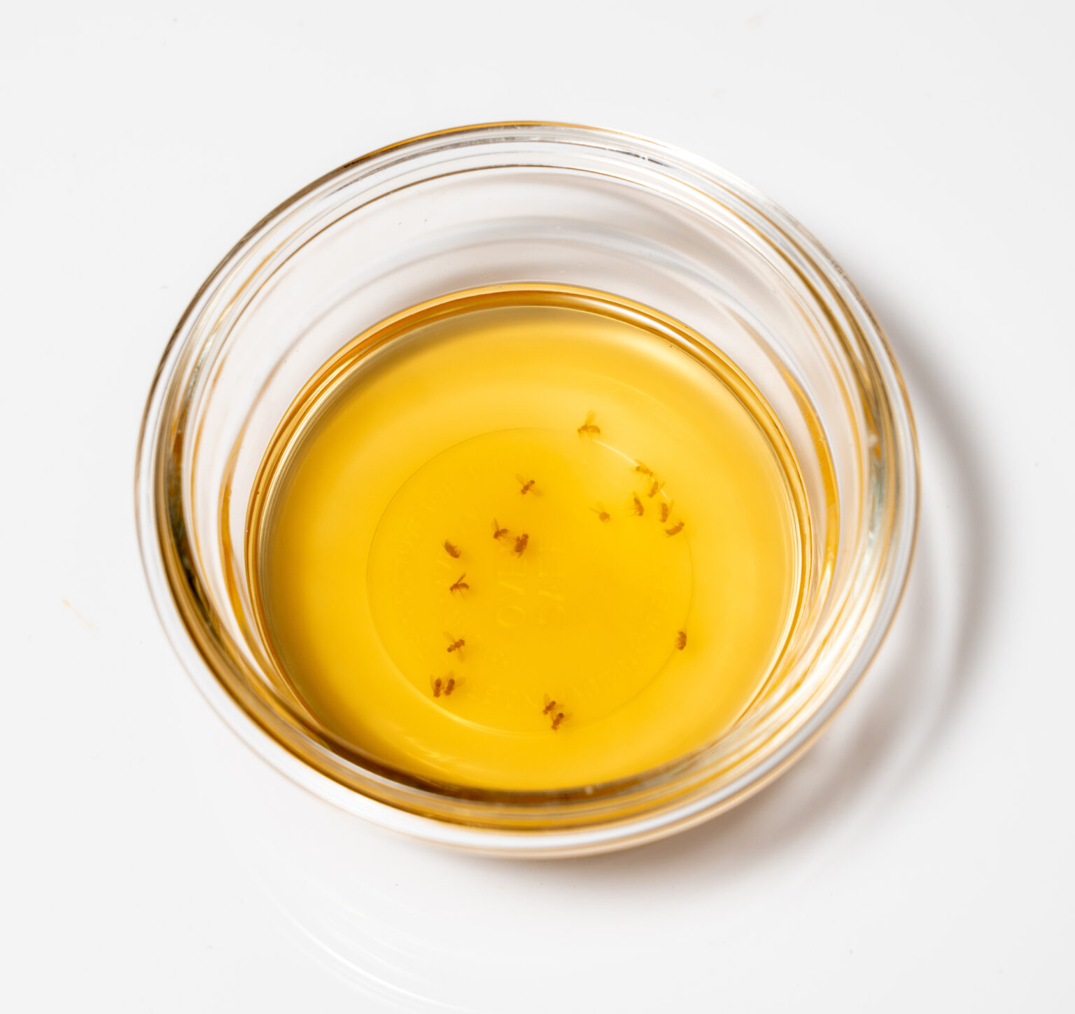 Homemade Fruit Fly Trap With Apple Cider Vinegar