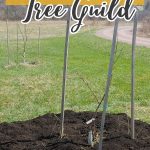 How to Design a Fruit Tree Guild