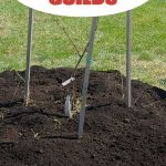 How to Design a Fruit Tree Guilds