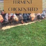 a flock of chicken eating feeds on the farm