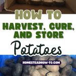 How to Harvest, Cure, and Store Potatoes