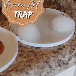 How to Make a Borax Ant Trap