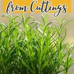 How to Propagate and Grow Rosemary from Cuttings