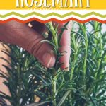 How to Propagate and Grow Rosemary from Cuttings