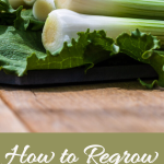 How to Regrow Scallions in Water Pin