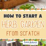 How to Start a Herb Garden from Scratch