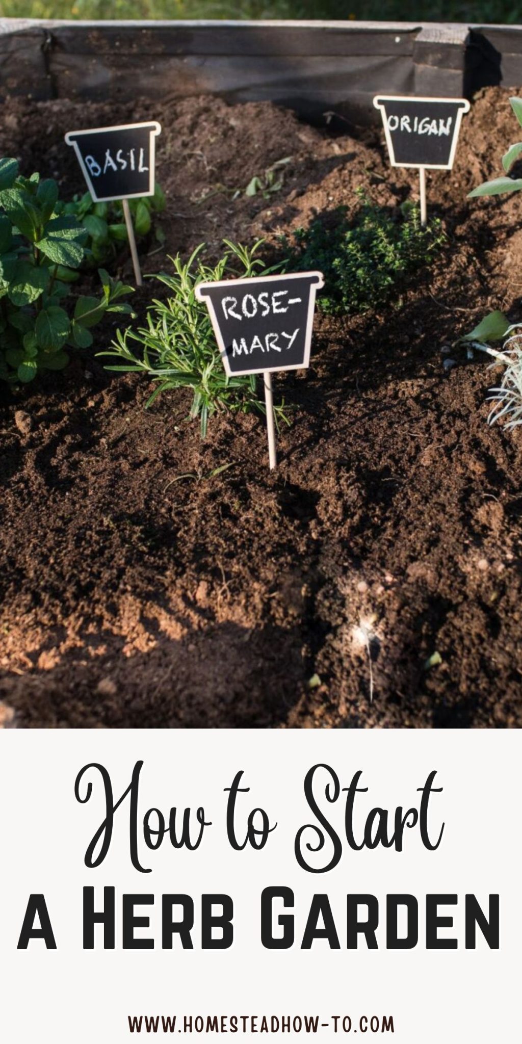 How To Start A Herb Garden From Scratch