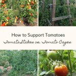 How to Support Tomatoes Tomato Stakes vs. Tomato Cages.png