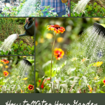 How to Water Your Garden The Right Way
