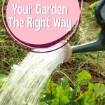 How to Water Your Garden The Right Way