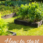 How to start a homestead from scratch pin